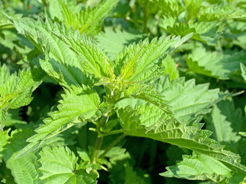 Brennnessel - Urtica