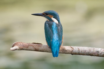 Kingfisher reserve Hoogeveen the Netherlands
