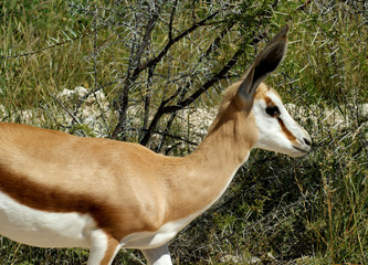 Springbok d'Etosha 2