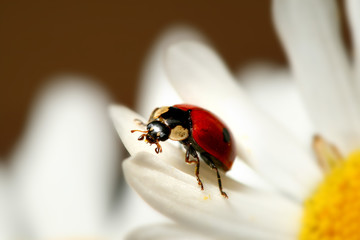 ladybug on camomile