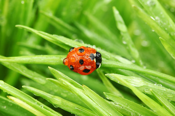 ladybug on grass