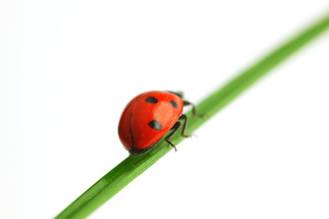 ladybug on grass