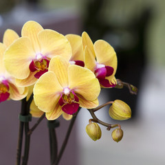 Fototapeta na wymiar Beautiful yellow orchid - phalaenopsis
