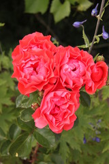 Rosen