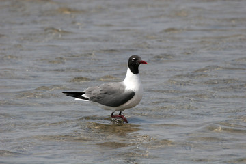 black headed seagull