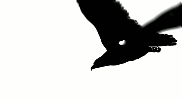flying eagle in black on white background