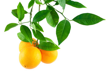 Oranges on a branch with leaves
