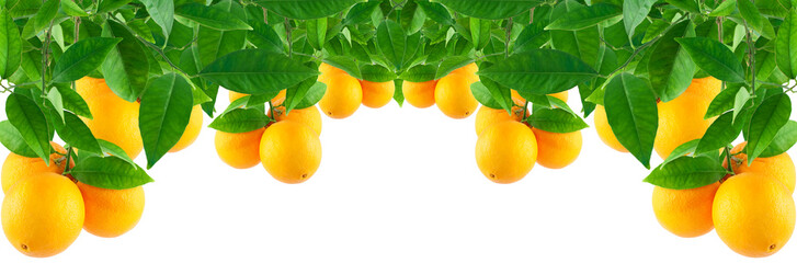 Oranges on a  tree
