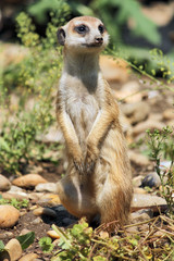 meerkat