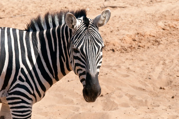 Fototapeta na wymiar Zebra .