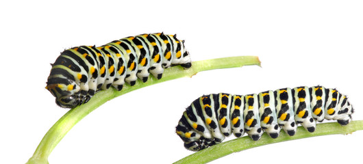 Caterpillar of the Swallowtail (Papilio machaon) 2nd instar.