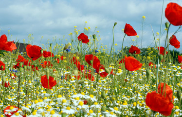 Fototapeta premium Blumenwiese