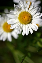 Fototapeta premium marguerite