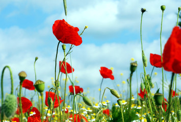 Obraz premium Kwiatowa łąka