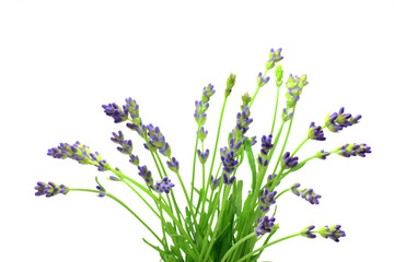 Obraz premium lavender