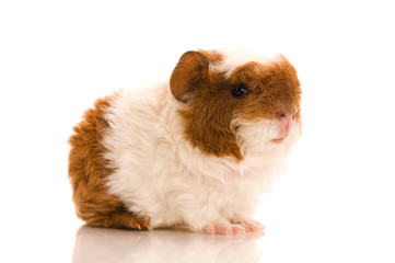 baby guinea pig