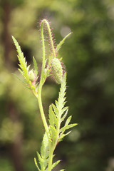 Red poppy