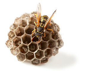 Wasp and vespiary