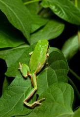 Tree frog on leaves
