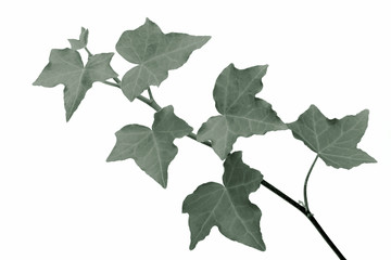 ivy