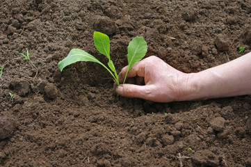 Cabbage planting