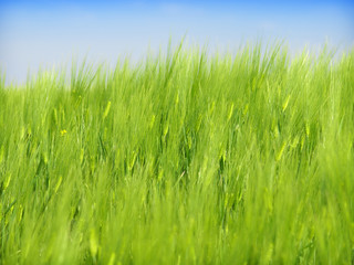 fresh green grass with bright blue sky