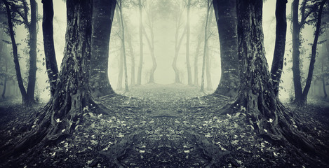 symmetrical photo of a secret passage in a mysterious forest fog