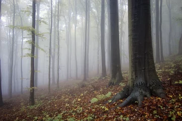 Zelfklevend Fotobehang forest with wet trees and mist or purple haze after rain © andreiuc88