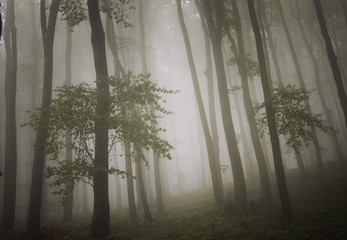 Obraz premium dreamy photo of a beautiful green forest with fog