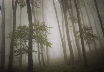 Muurstickers dreamy photo of a beautiful green forest with fog © andreiuc88
