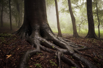 roots of a tree in a misty dark and green forest