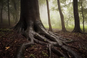 Foto op Canvas roots of a tree in a misty dark and green forest © andreiuc88
