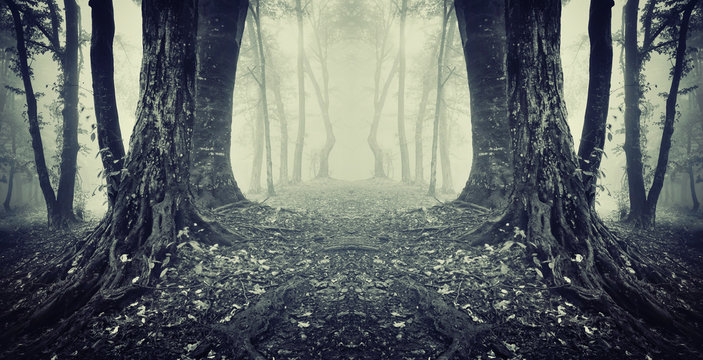 Fototapeta symmetrical photo of a secret passage in a mysterious forest fog