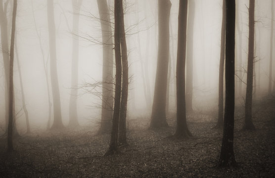 Fototapeta mysterious forest with fog in sepia and dark trees