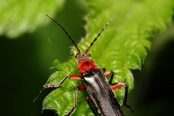 Bug (Cantharis fuscaon) tree sheet