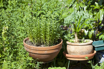 Terrakotta Blumentöpfe im Wildgarten