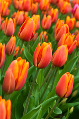 Red-orange  tulips .