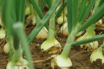 Obraz premium 畑のたまねぎ