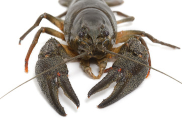 Flusskrebs, Crayfish, Astacoidea