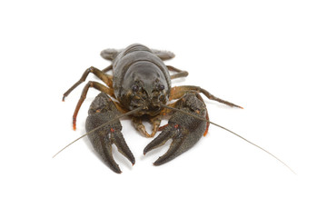 Flusskrebs, Crayfish, Astacoidea