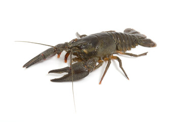 Flusskrebs, Crayfish, Astacoidea