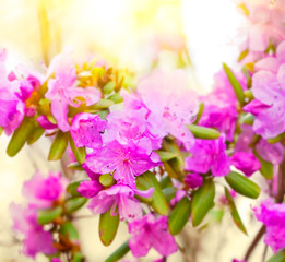Fototapeta na wymiar Rhododendron flowers large the plan.