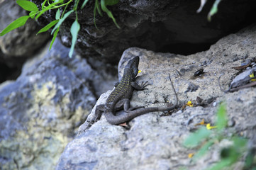 Tizon lizard in Tenerife, Canary Islands. Gallotia galloti