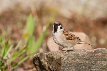 Tree sparrow sitting on rock, looking in viewers direction