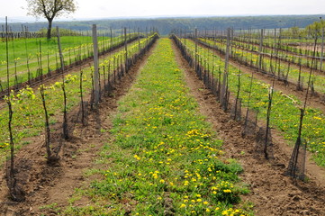 young grape vineyard