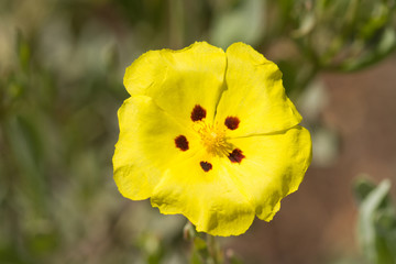 fleur du maquis corse