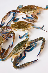 Fresh raw flower crab