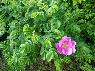 Leafs and flower