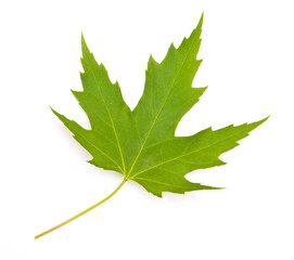 maple leaf on white background isolated