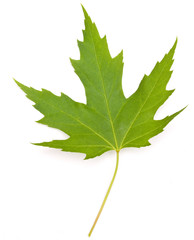 maple leaf on white background isolated